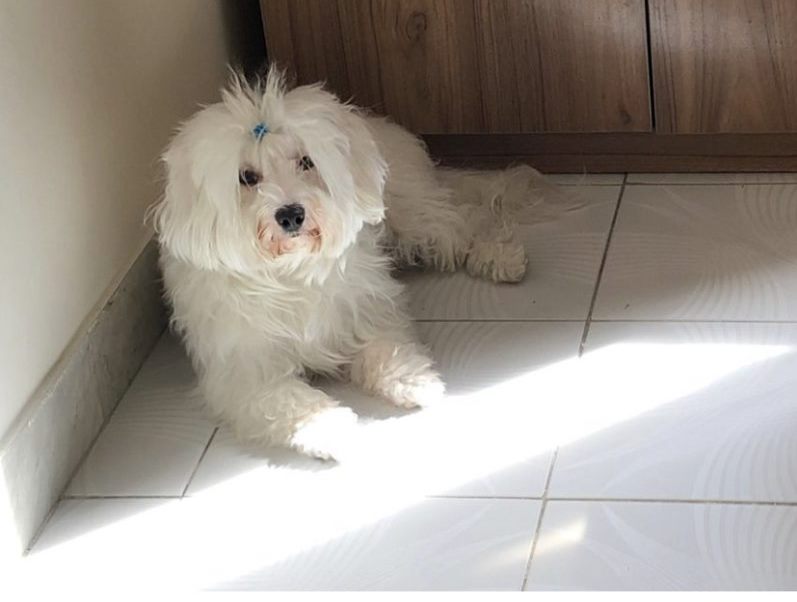 واگذاری سگ نژاد شیتزو تریر